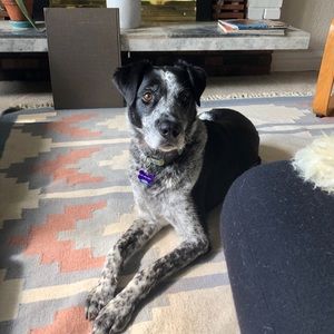 Meet your Posher, Roxanne